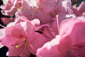 Close-up of pink azaleas in the greenhouse Close-up of pink azaleas in the greenhouse